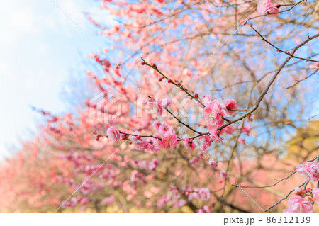 早春、梅の花 早春、梅の花 86312139
