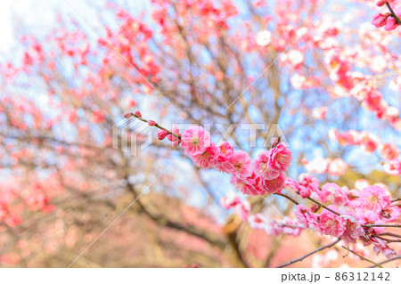 早春、梅の花 86312142