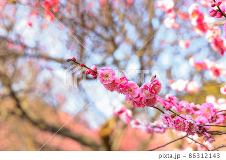 早春、梅の花 早春、梅の花 86312143