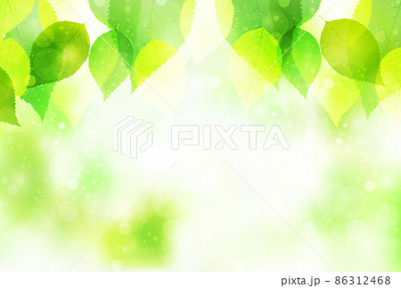 新緑 葉 風景 背景 新緑 葉 風景 背景 86312468