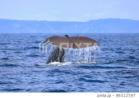 【北海道】羅臼沖のマッコウクジラ 86312597