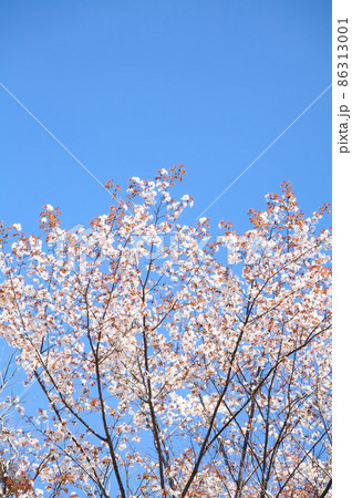 晴れた日の満開のヤマザクラ 86313001