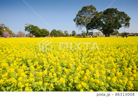 満開の菜の花 都市農業センター 満開の菜の花 都市農業センター 86313008