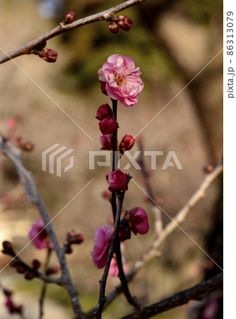 偕楽園千波公園の梅林 偕楽園千波公園の梅林 86313079