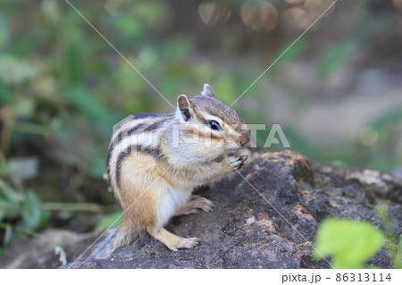 辺りを警戒するシマリス 86313114