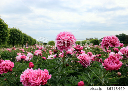 Beautiful pink r peony surrounded by greenery. Blooming flower on blurred in summer garden. 86313469