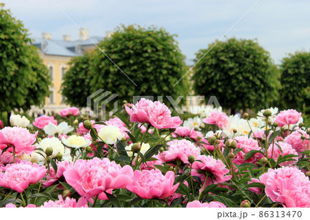 Beautiful pink r peony surrounded by greenery. Blooming flower on blurred green background. Summer garden. 86313470