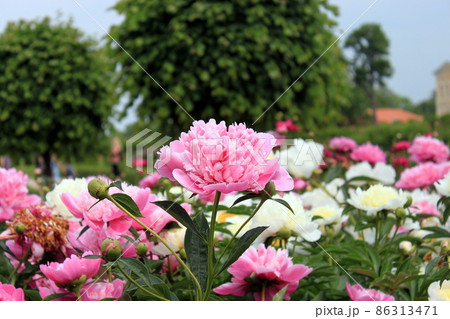 Beautiful pink r peony surrounded by greenery. Blooming flower on blurred green background. Summer garden. 86313471