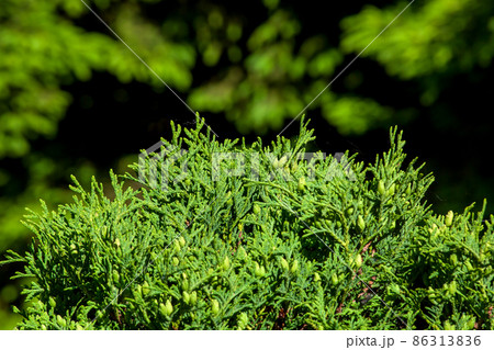 Beautiful green evergreen leaves of Thuja trees on green background. Thuja occidentalis is coniferous tree garden plant botanical background lit by sun light, nobody. 86313836