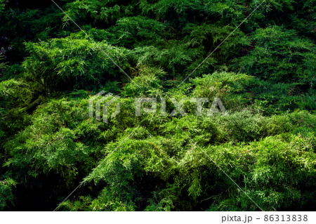 eco friendly background of green evergreen branches of pine plant lit by sunlight, garden tree close-up. 86313838