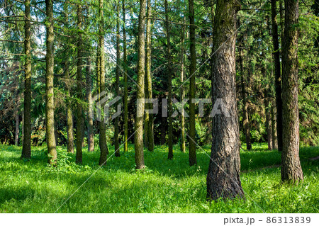 forest area with pine tree trunks illuminated by sunlight and green grass on the ground, wild eco nature without emissions. 86313839