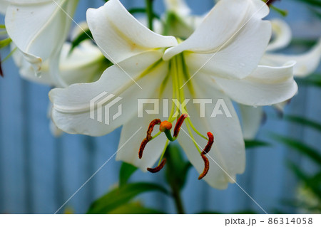 White lily flower, selective focus. Macro brown-orange stamens and yellow pistil, close up. Blooming white lily growing in the garden of a sunny day. Floral background. Picture for post, screensaver White lily flower, selective focus. Macro brown-orange stamens and yellow pistil, close up. Blooming white lily growing in the garden of a sunny day. Floral background. Picture for post, screensaver 86314058