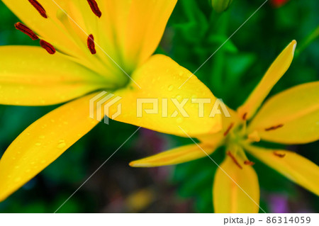 Yellow flowers lilies in the garden, close up. Blooming lilies growing in the garden of a sunny day. Floral background. Picture for post, screensaver, wallpaper, postcard. High-quality photo 86314059