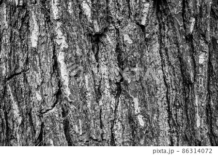 Black and white tree bark background, close-up. Natural texture bark. Relief texture of tree bark for publication, screensaver, wallpaper, postcard, poster, banner, cover, title for a website. High Black and white tree bark background, close-up. Natural texture bark. Relief texture of tree bark for publication, screensaver, wallpaper, postcard, poster, banner, cover, title for a website. High 86314072