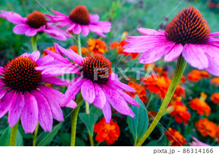 Blooming bright pink echinacea flowers with petals. Echinacea purpurea flowers for publication, design, poster, calendar, post, screensaver, wallpaper, postcard, banner, cover, card, website. A place 86314166