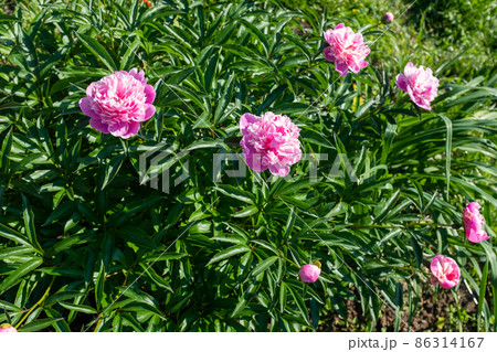 Pink fresh peonies bush in the summer garden at the sunny day, selective focus. Bright congratulations on the holiday. Natural floral background. Peonies growing on bush shot at close range 86314167