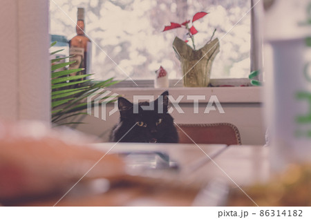 椅子の上の黒猫 86314182