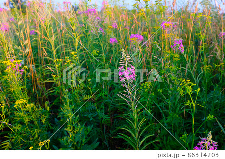 Summer meadow of a willowherb or fireweed flowers with blue sky, selective focus. Colorful field with pink purple flowers of Fireweed for design or project. A bloom fireweed meadowland for poster Summer meadow of a willowherb or fireweed flowers with blue sky, selective focus. Colorful field with pink purple flowers of Fireweed for design or project. A bloom fireweed meadowland for poster 86314203