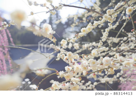 大縣神社の梅 86314413