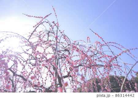 大縣神社の梅 86314442