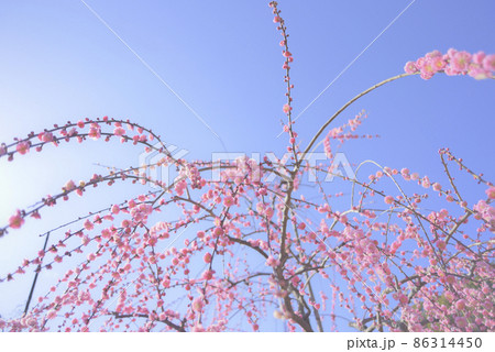 大縣神社の梅 86314450
