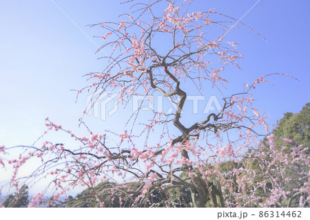 大縣神社の梅 大縣神社の梅 86314462