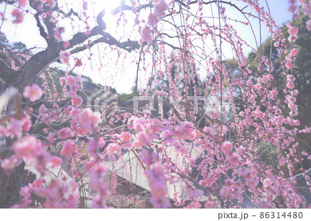 大縣神社の梅 86314480