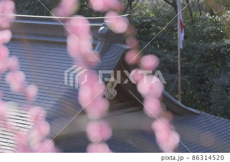 大縣神社の梅 86314520