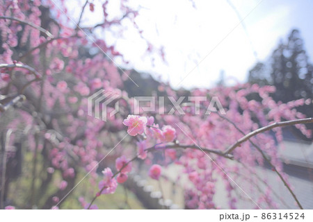 大縣神社の梅 86314524