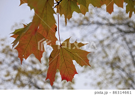 Yellow fall maple leaves against the sky. Indian summer or Autumn mood scene. Tilt-shift effect. Selective focus photography. Blurred seasonal nature background with copy space for text. Yellow fall maple leaves against the sky. Indian summer or Autumn mood scene. Tilt-shift effect. Selective focus photography. Blurred seasonal nature background with copy space for text. 86314661