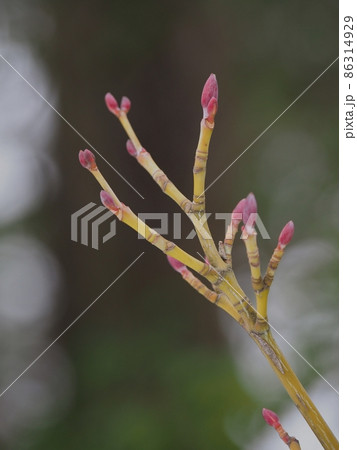 ウリハダカエデの冬芽 86314929