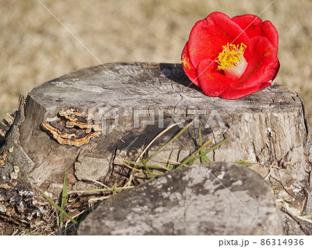 木の切り株と椿の花の写真素材 [86314936] - PIXTA