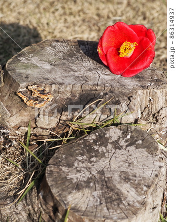 木の切り株と椿の花の写真素材 [86314937] - PIXTA