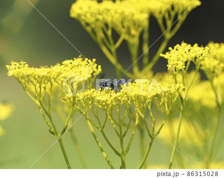 ブルービー 86315028