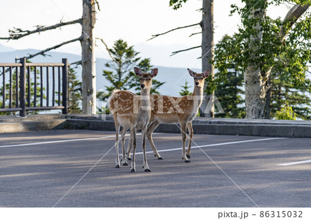 津別峠の鹿 北海道 津別峠の鹿 北海道 86315032