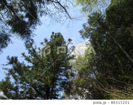 田舎の森林の中で見上げる空 田舎の森林の中で見上げる空 86315201