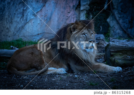 動物園 86315268
