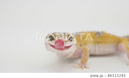 舌を出したヒョウモントカゲモドキ 86315285