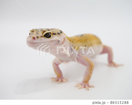 ヒョウモントカゲモドキ ヒョウモントカゲモドキ 86315288