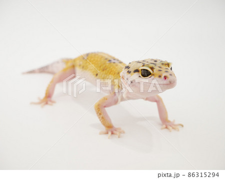 ヒョウモントカゲモドキ 86315294