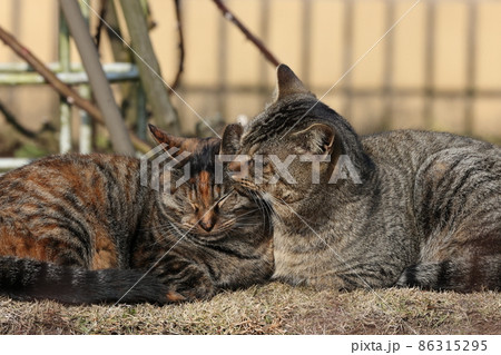 生き物　ペット　自由猫、冬の午後。休憩中に仲間に毛繕い、親子？兄弟？とても仲良しです 86315295