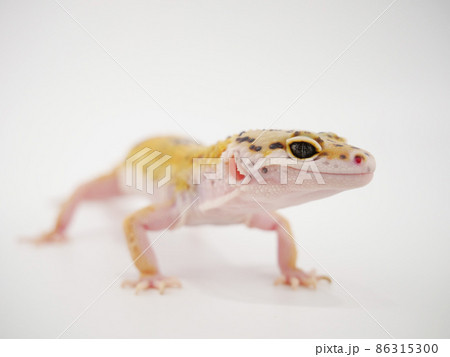 レオパ レオパ 86315300