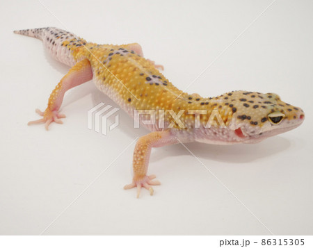 レオパ レオパ 86315305