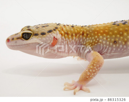 ヒョウモントカゲモドキの顔 86315326