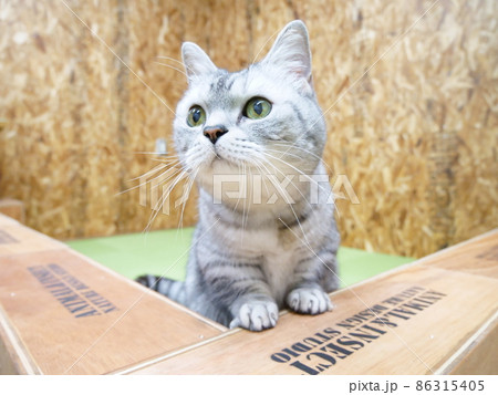 熱い視線を送るマンチカン 86315405