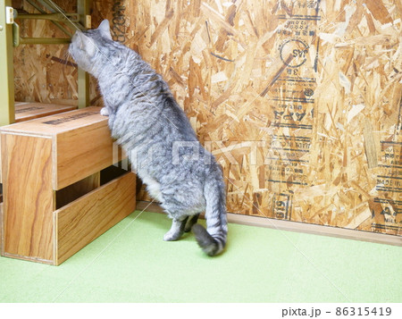 立ちあがると短い脚が目立つマンチカン 立ちあがると短い脚が目立つマンチカン 86315419
