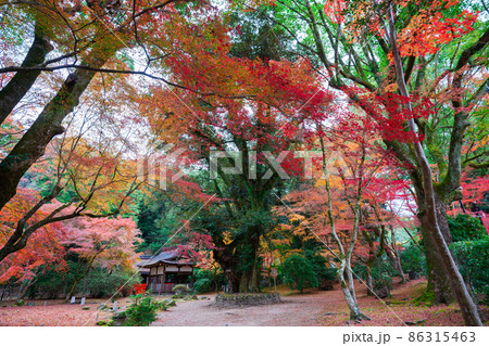 京都 上賀茂神社 睦の木(むつみのき)と紅葉 京都 上賀茂神社 睦の木(むつみのき)と紅葉 86315463