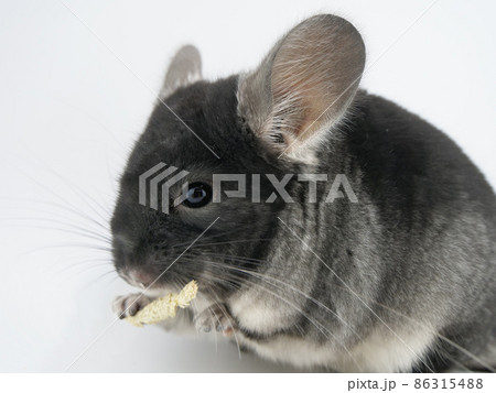 牧草を手でもって食べるチンチラ 86315488