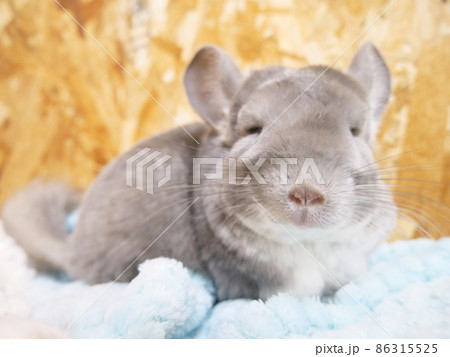 カメラに気づき顔をあげるチンチラ カメラに気づき顔をあげるチンチラ 86315525