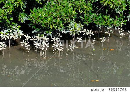 島尻マングローブ林7(沖縄・宮古島) 島尻マングローブ林7(沖縄・宮古島) 86315768